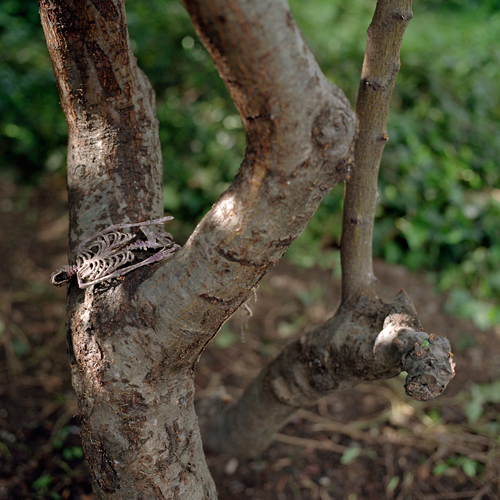 koch_website_5